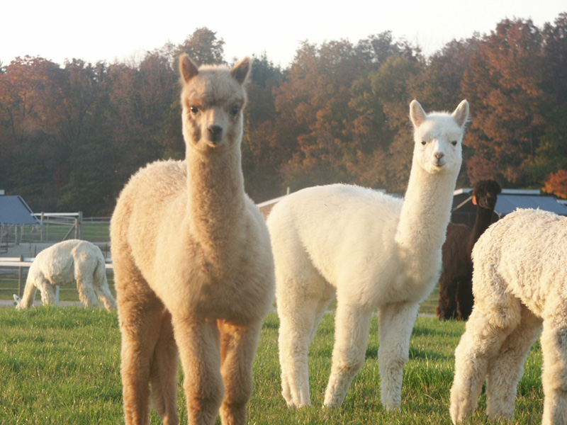 photo_blog_alpaca.jpg